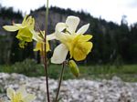 Cdn Rockies Adventure (Aug 2010) - Talus - 063
